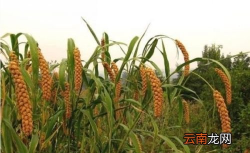 小米粥会养胃吗