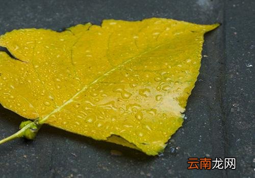 处暑下雨好吗,处暑下雨万人愁