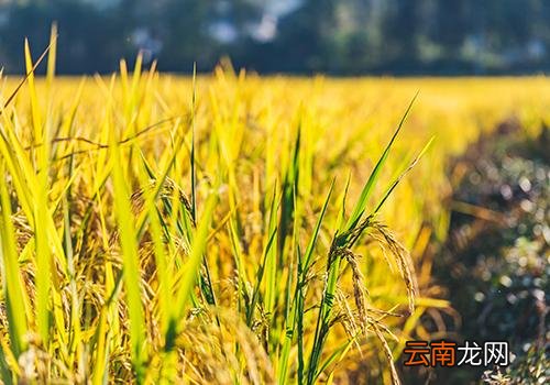 秋天为什么叫秋老虎,十八个秋老虎都叫什么