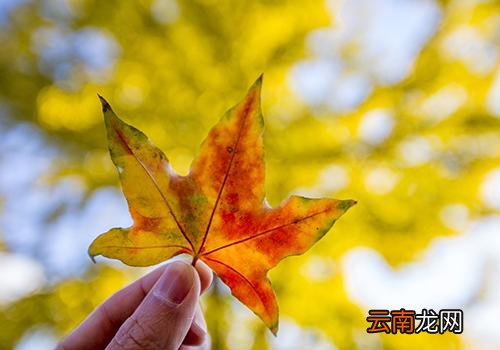 秋天为什么叫秋老虎,十八个秋老虎都叫什么
