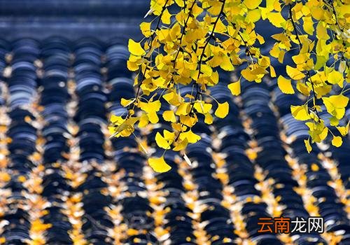 秋分为什么都是9月23日,春分夏至秋分冬至时间