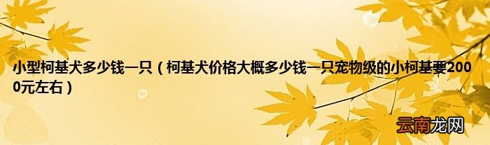 柯基犬价格大概多少钱一只宠物级的小柯基要2000元左右 小型柯基犬多少钱一只