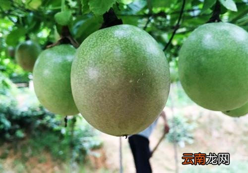 百香果青的可以闷熟吗,百香果青的能吃吗