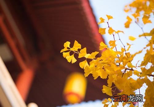 2018年处暑是几月几日,大暑热还是处暑热