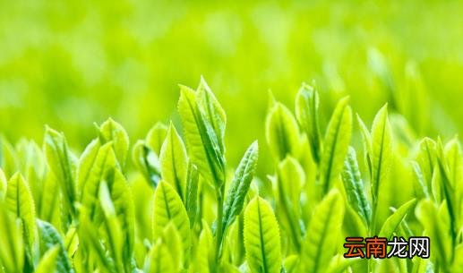 要想收回大肚腩多吃清肠食物 健脾养胃通便瘦腹部
