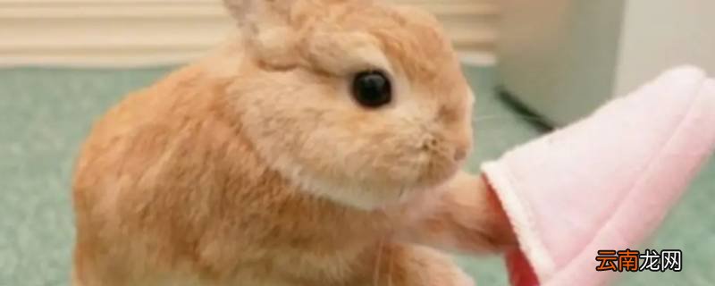 属兔哪日出生是上等之命