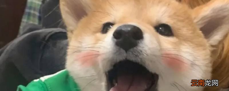 超级精明的三大生肖