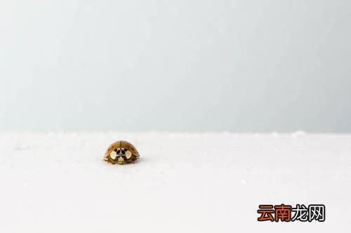 蚊香可以杀死小飞虫吗,蚊香杀小飞虫怎么做
