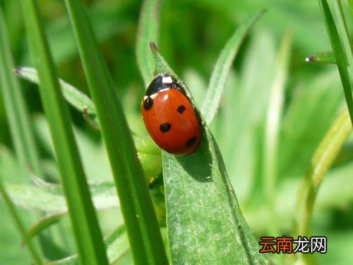 蚊香可以杀死小飞虫吗,蚊香杀小飞虫怎么做