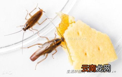 居家消灭蟑螂有妙招