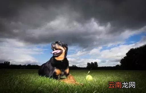 猛犬中的假货揭秘 猛犬中的三大护卫巨头