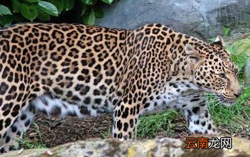 豹子的家族成员多种多样 原来豹子还分这么多类型