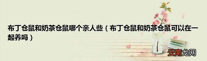 布丁仓鼠和奶茶仓鼠可以在一起养吗 布丁仓鼠和奶茶仓鼠哪个亲人些