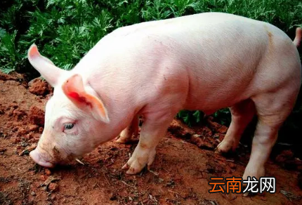 2022年过年什么时候杀猪好-过年杀猪有什么忌讳吗