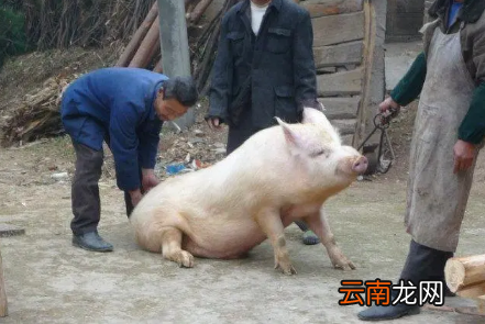 2022年过年什么时候杀猪好-过年杀猪有什么忌讳吗