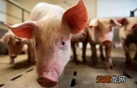 2022年过年什么时候杀猪好-过年杀猪有什么忌讳吗