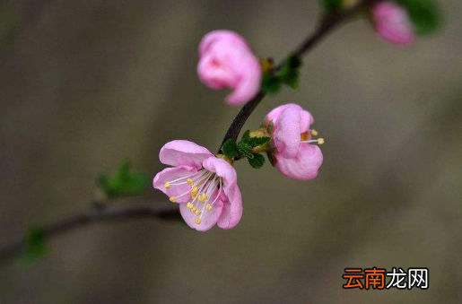 躲春躲一天还是立春那一会-躲春躲多长时间