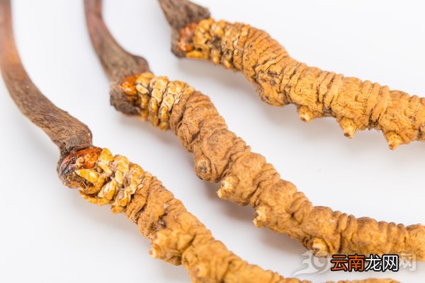 冬虫夏草怎么吃最好？