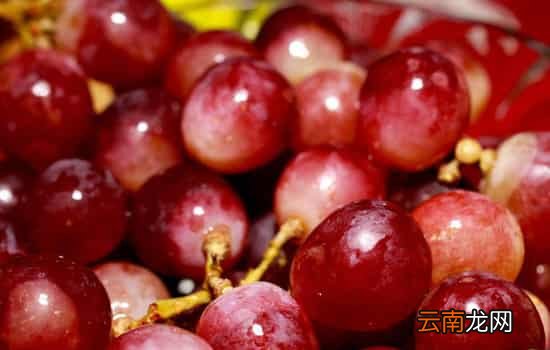 青葡萄和紫葡萄哪个好 葡萄颜色不同功效也略有不同