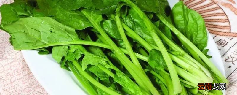 菠菜什么季节吃