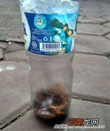 这样做可让蟑螂不进家门