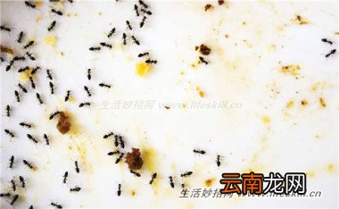 4招消灭蚂蚁，从此跟蚂蚁的骚扰说拜拜！