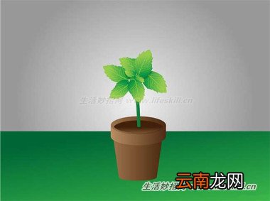 4招消灭蚂蚁，从此跟蚂蚁的骚扰说拜拜！