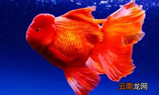 家中养鱼需要常备什么药？