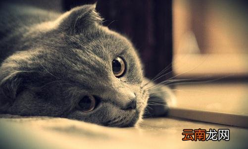 养猫的猫砂的选购技巧