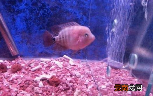 家里养鱼应该多久换一次水?