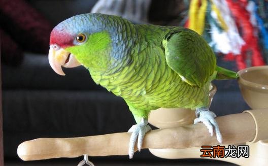紫冠亚马逊鹦鹉的生存环境是怎样的？