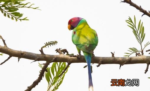紫红头鹦鹉的简介 紫红头鹦鹉的价格