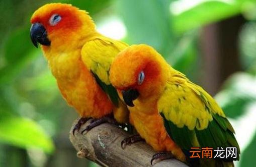 紫红头鹦鹉主要分布在哪里？