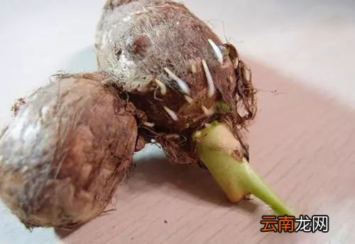 哪些食物发芽了还能吃 这两种发芽后营养更佳
