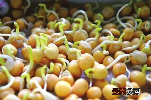 哪些食物发芽了还能吃 这两种发芽后营养更佳