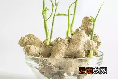 哪些食物发芽了还能吃 这两种发芽后营养更佳