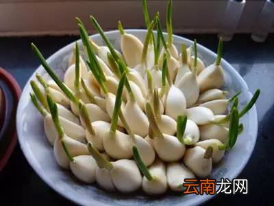 哪些食物发芽了还能吃 这两种发芽后营养更佳