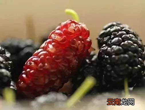 桑葚的功效与作用 桑葚食用功效非常棒