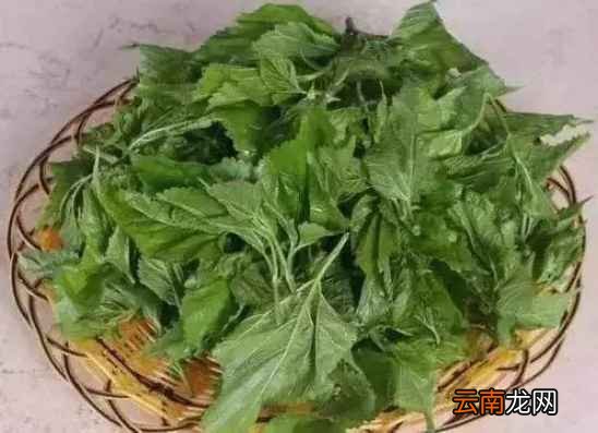 桑葚的功效与作用 桑葚食用功效非常棒