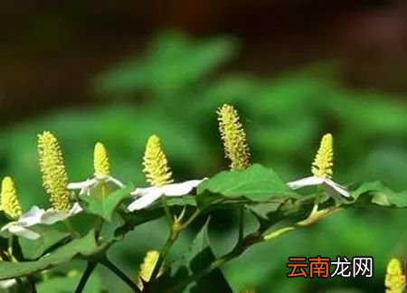 鱼腥草调理雾霾 三步帮你对抗