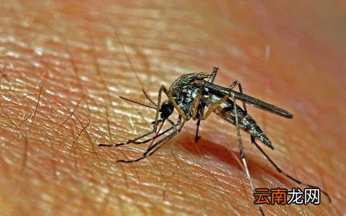 比较容易招蚊子的人群揭秘 居家防蚊用五招