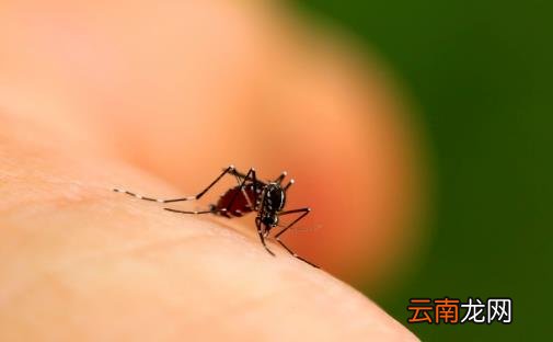 比较容易招蚊子的人群揭秘 居家防蚊用五招