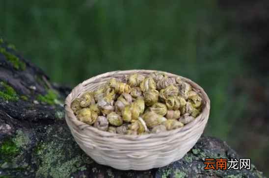 铁皮石斛的功效 石斛竟能预防多种疾病