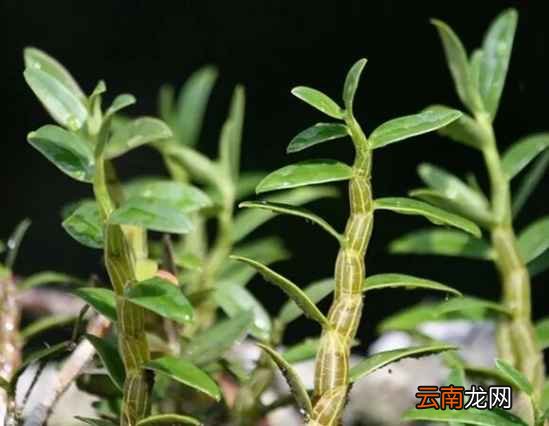 铁皮石斛的功效 石斛竟能预防多种疾病