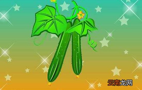 避孕黄瓜对身体有害吗 带花黄瓜涂抹避孕药是谣言