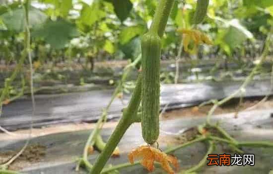 避孕黄瓜对身体有害吗 带花黄瓜涂抹避孕药是谣言