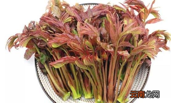民间有常食香椿芽不染病说法 孕妇吃香椿注意事项