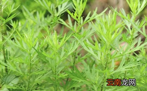 如何通过中药浴治疗宝宝皮肤疾病？