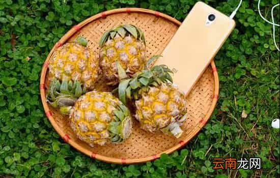 泰国小菠萝为啥那么甜 泰国菠萝小品种才是其亮点