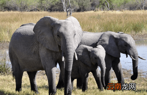 为什么大象用鼻子吸水